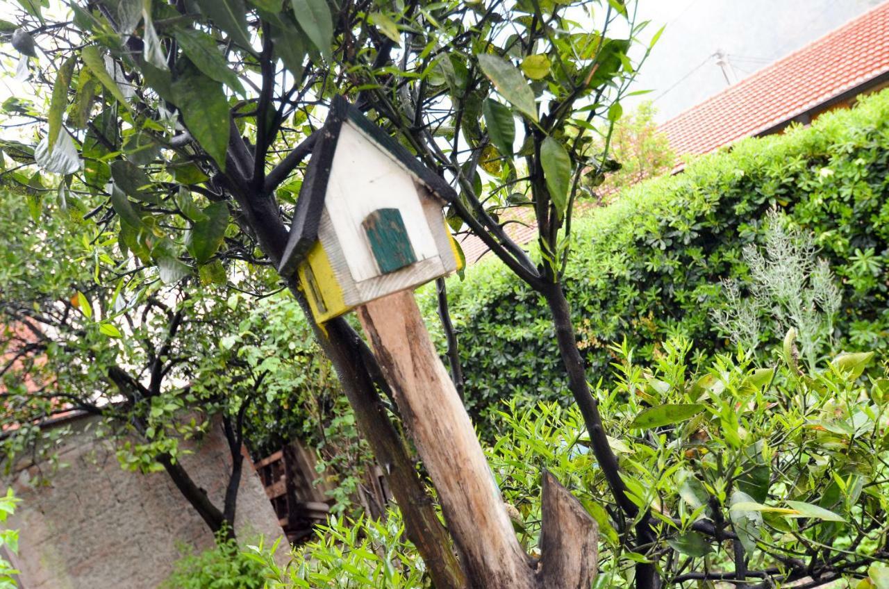 Apartment Buki 科托尔 外观 照片